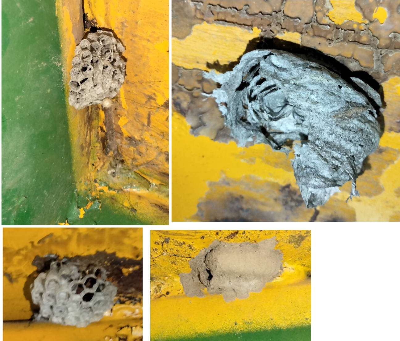 BeesNests.jpg