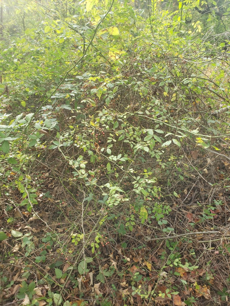 BeforeBush20211016_105238.jpg
