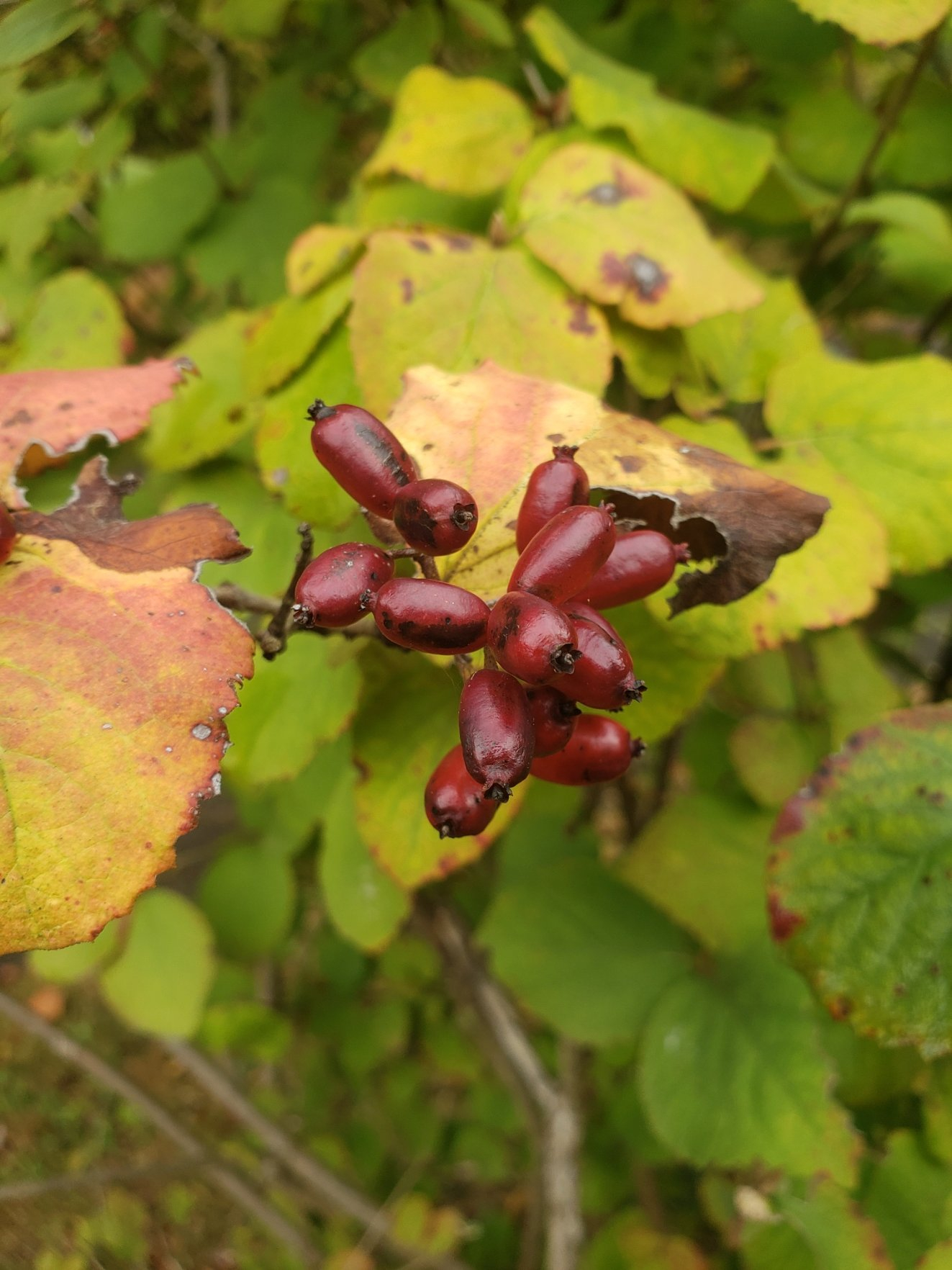 berries20211025_110421.jpg