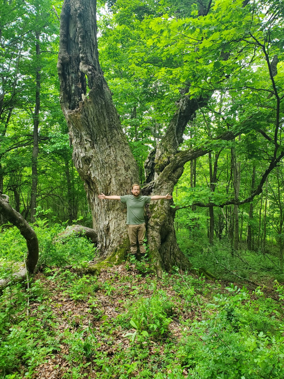 Big Tree.jpg