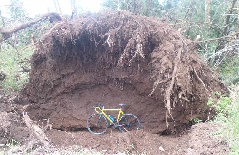 Bike_vs_Tree.jpg