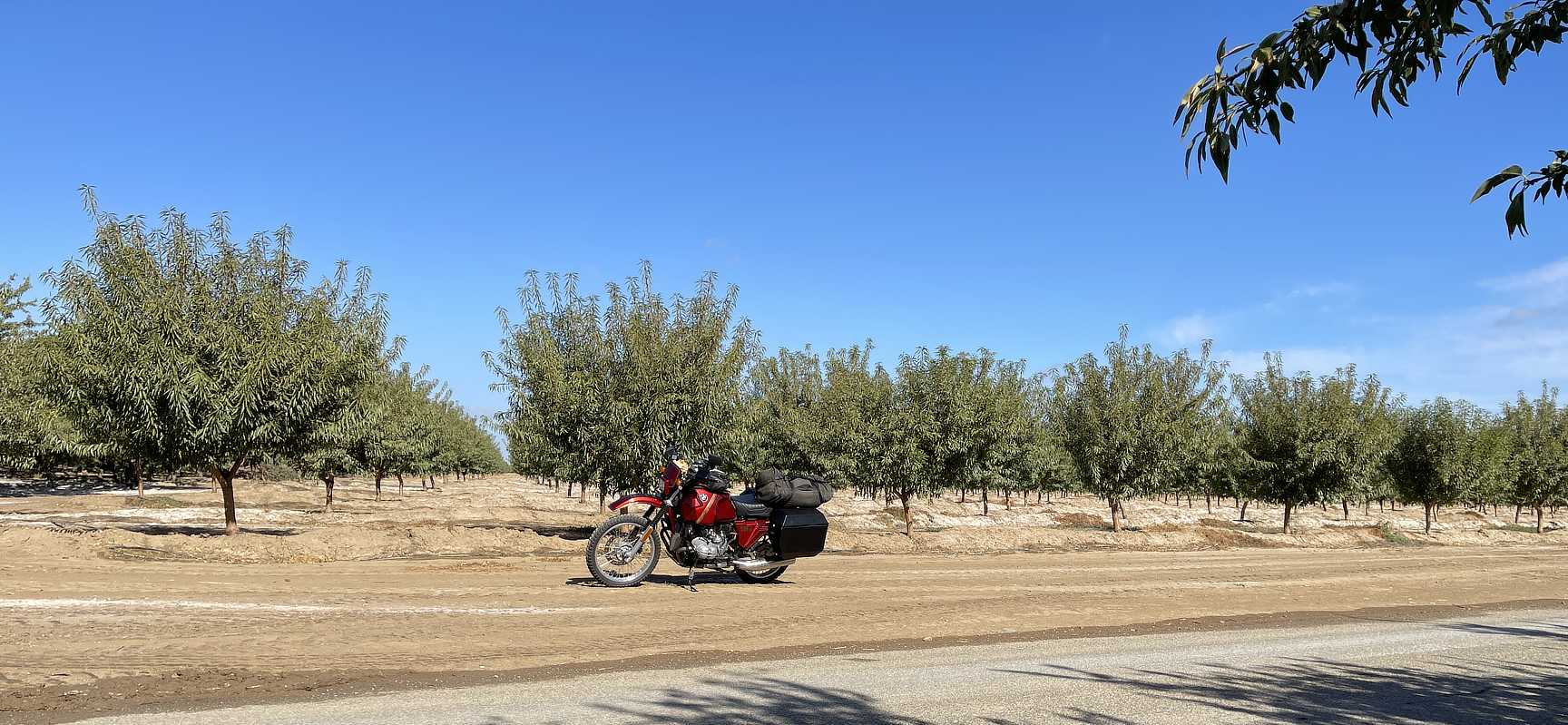 bikeOliveOrchard.jpg