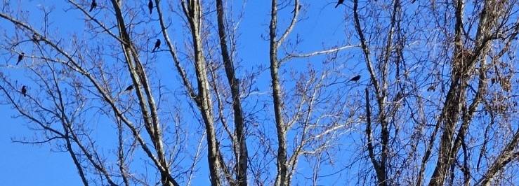 Birds.jpg