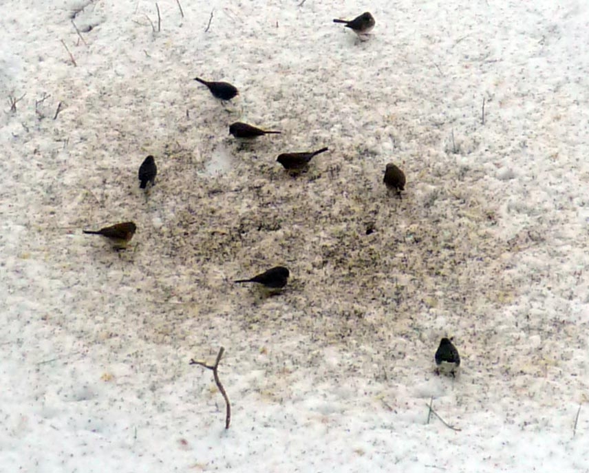 birds0335.jpg