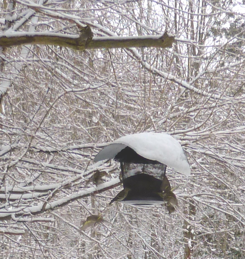 birds0337.jpg