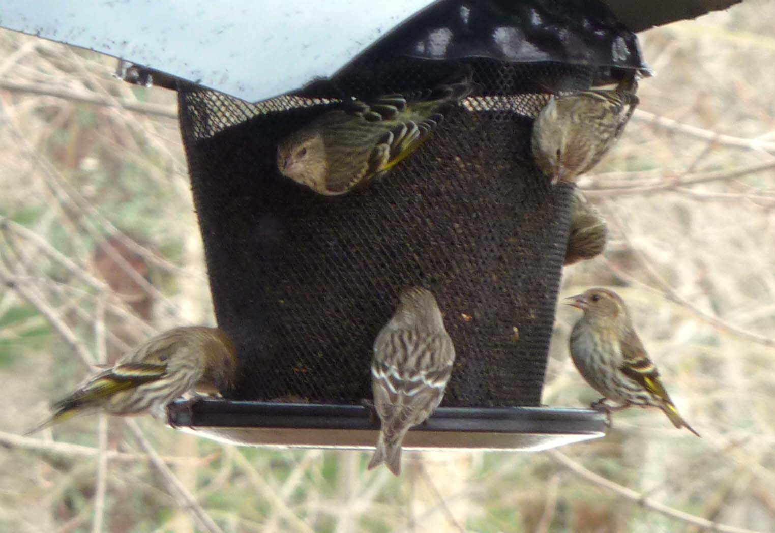 birds0410.jpg