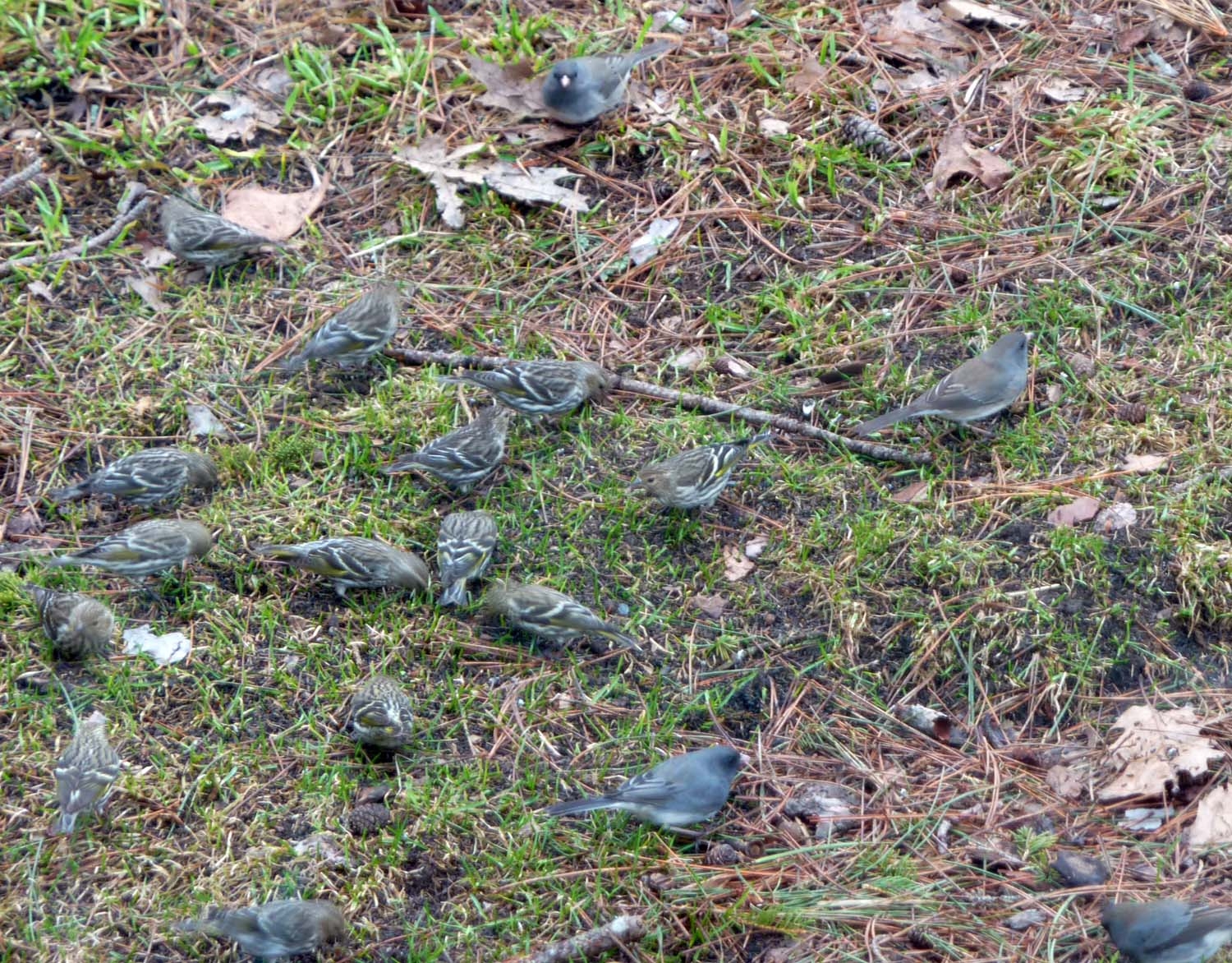 birds0413.jpg