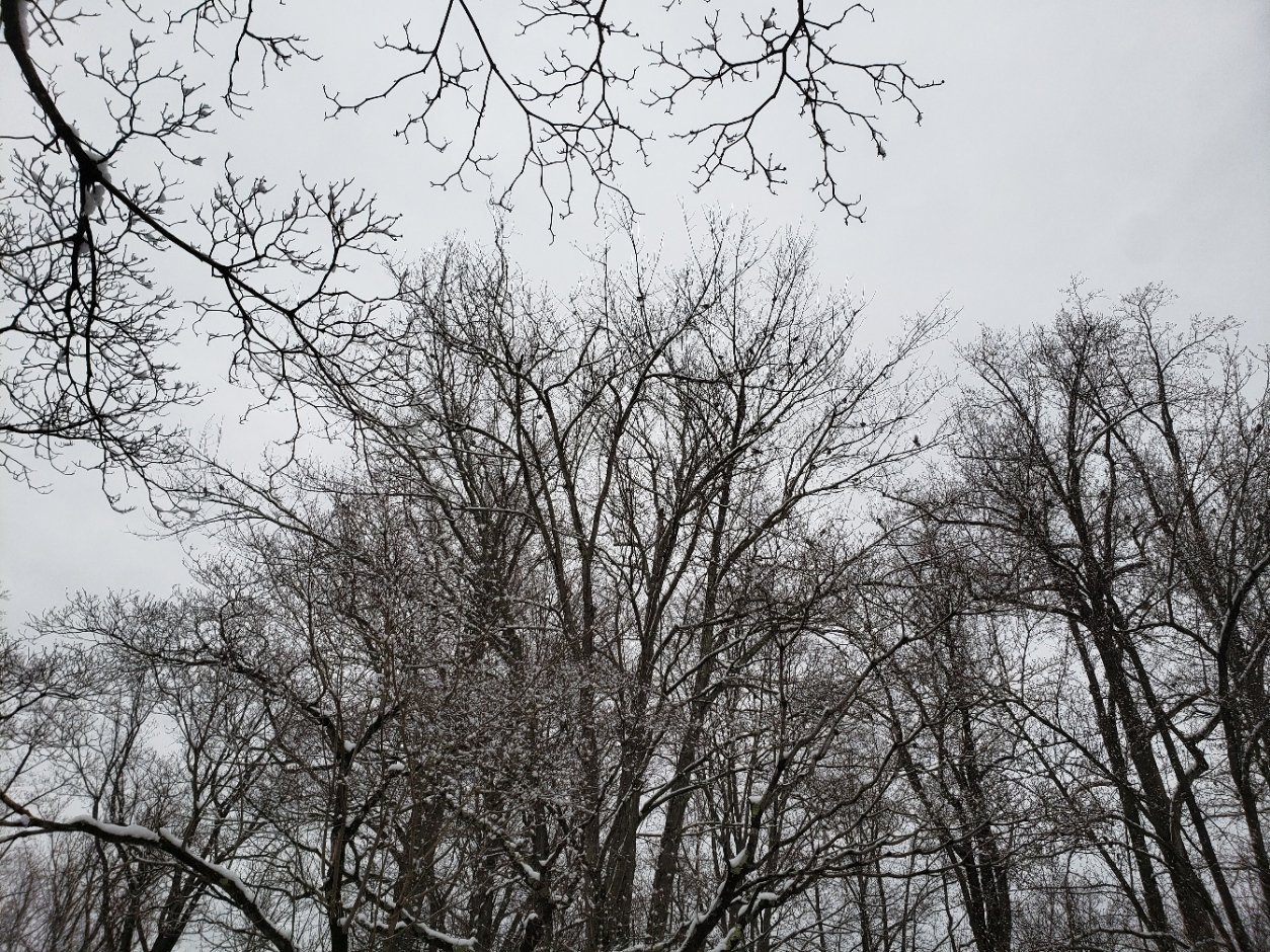 birdtree20220213_164201.jpg