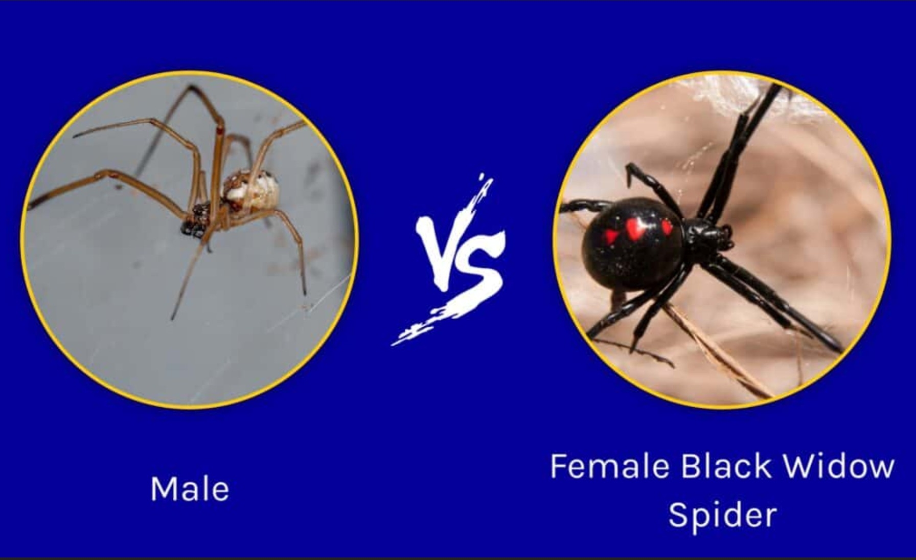 black widow.jpg
