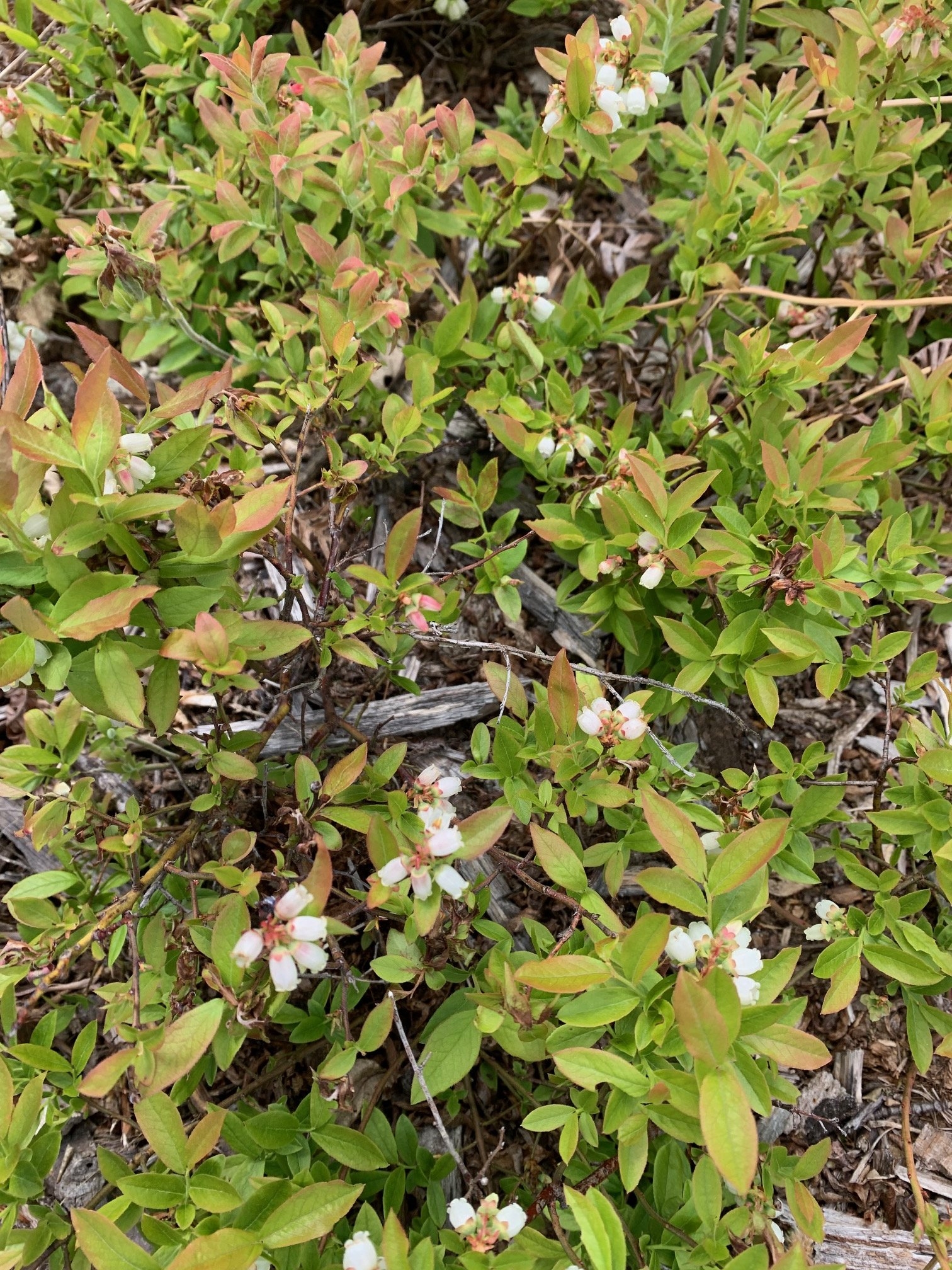 blue berries.jpg
