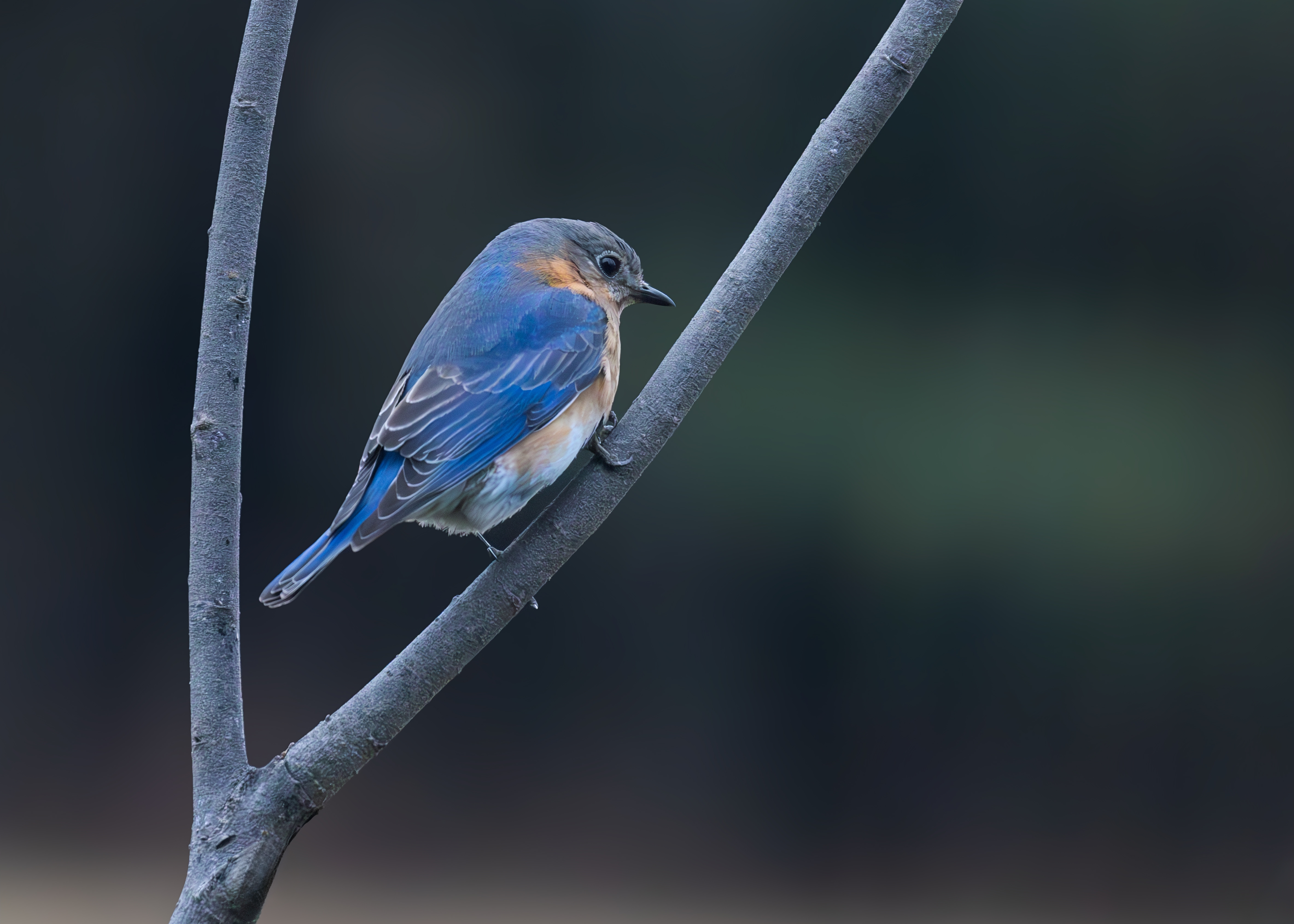 Bluebird 040225.jpg