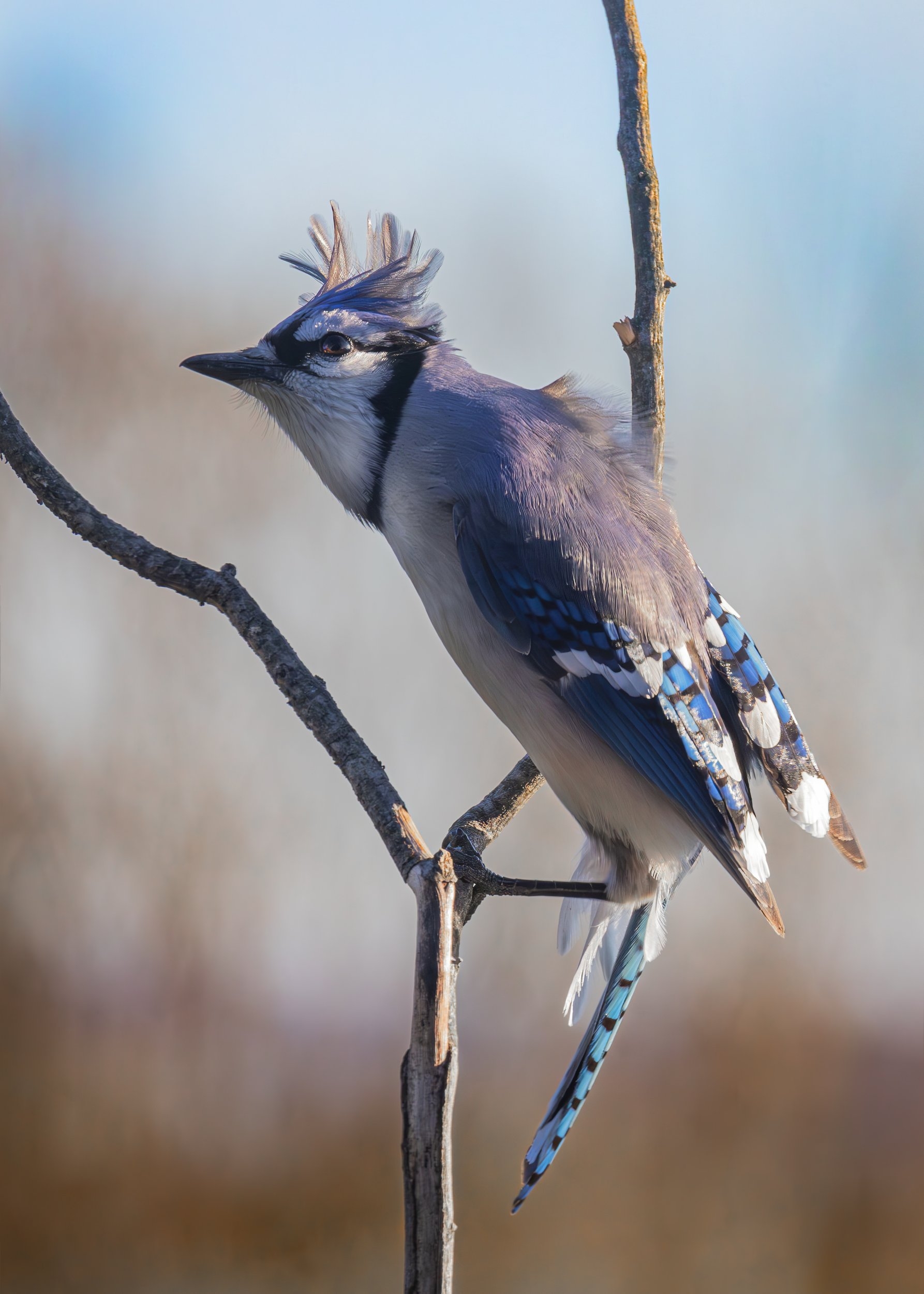 Bluejay Hold the line.jpg