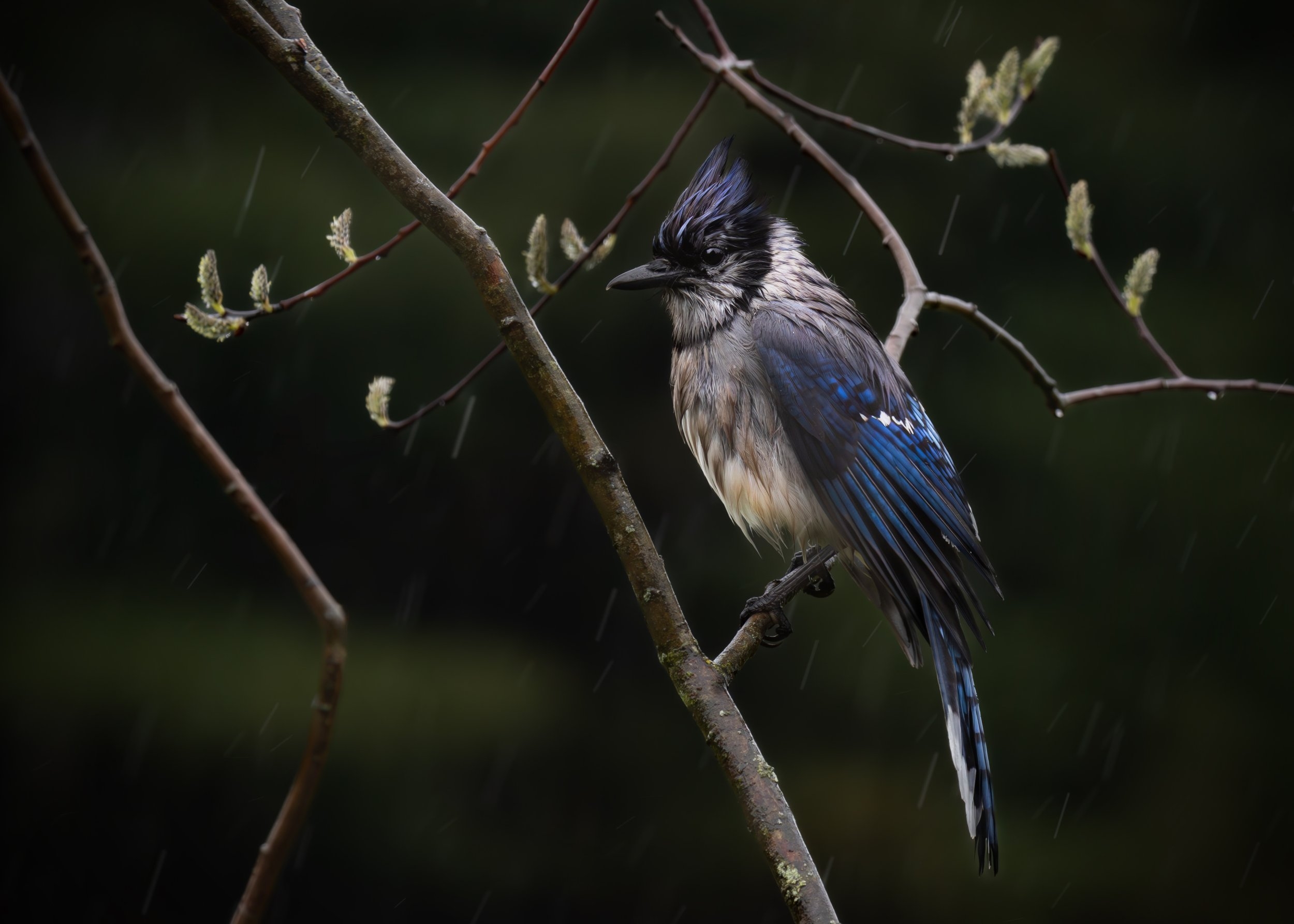 Bluejay, My mama told me there'll be days like this.jpg