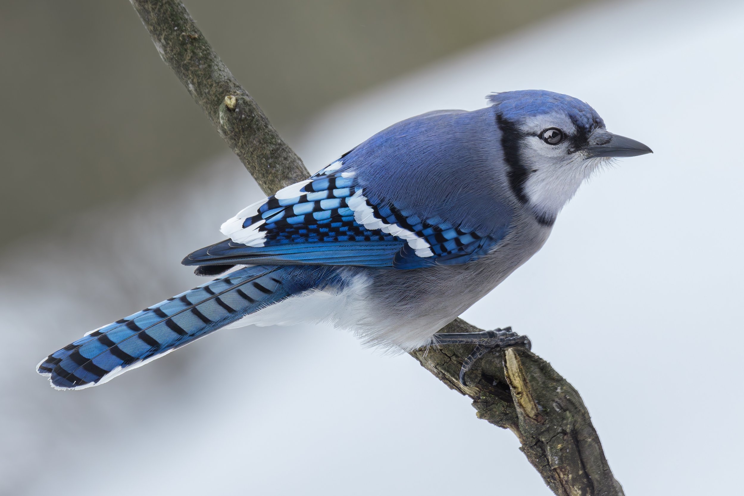 Bluejay winter perch.jpg