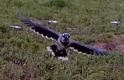 bluejay1.jpg