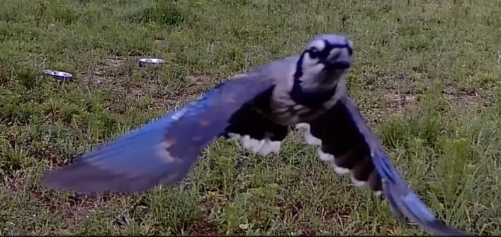 bluejay4.jpg