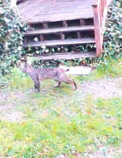 Bobcat by steps.jpg