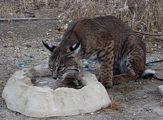 bobcat.jpg