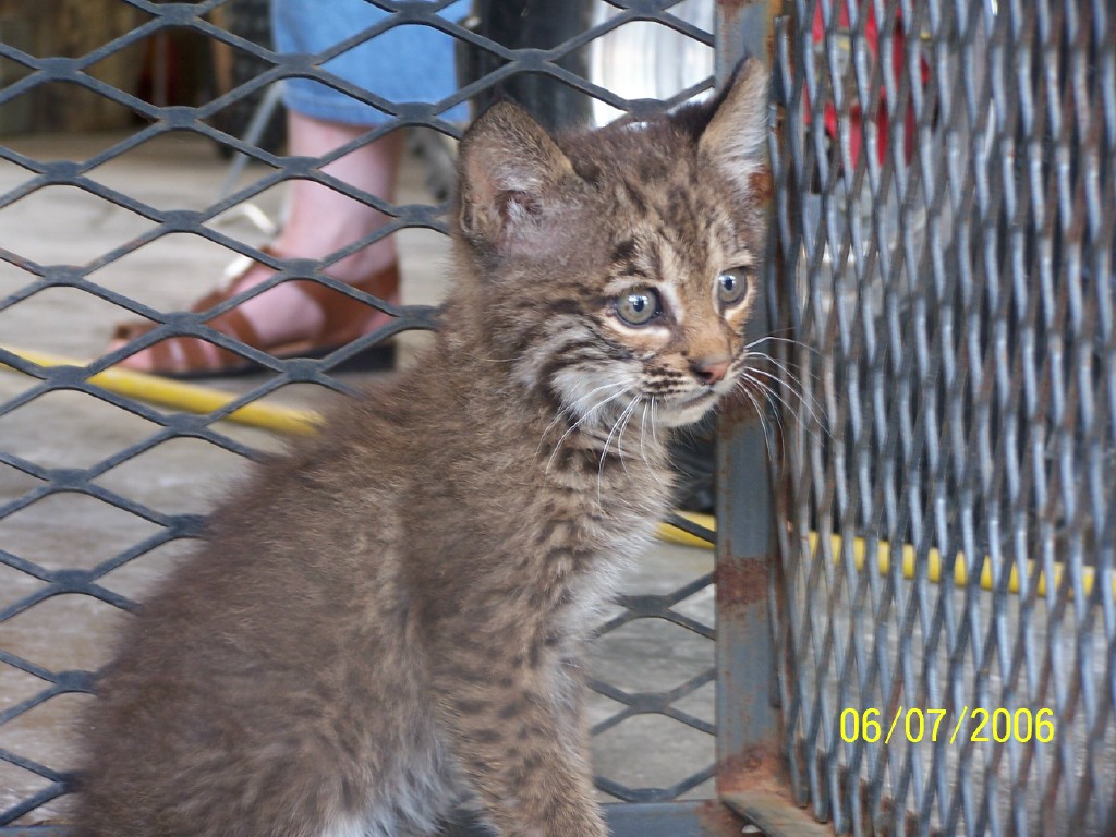Bobcat kitten.jpg