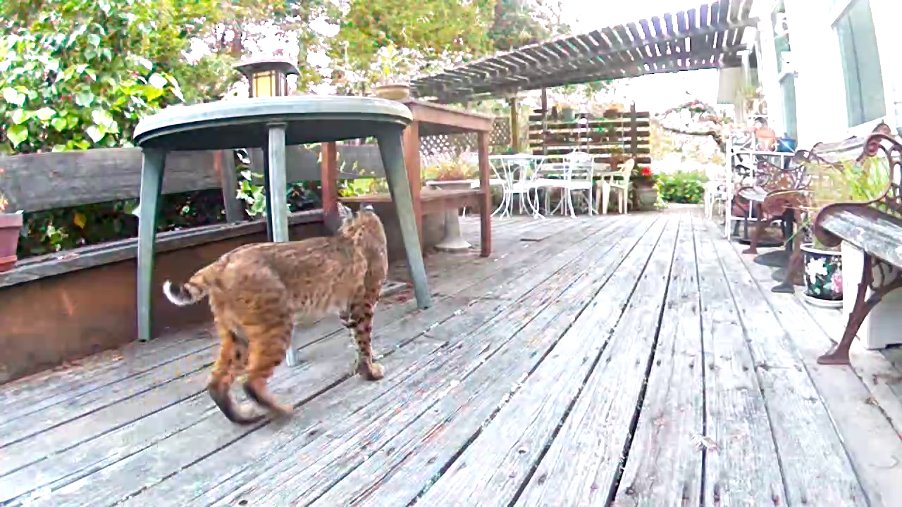 bobcat-on-deck-4-20-2024-png.863504