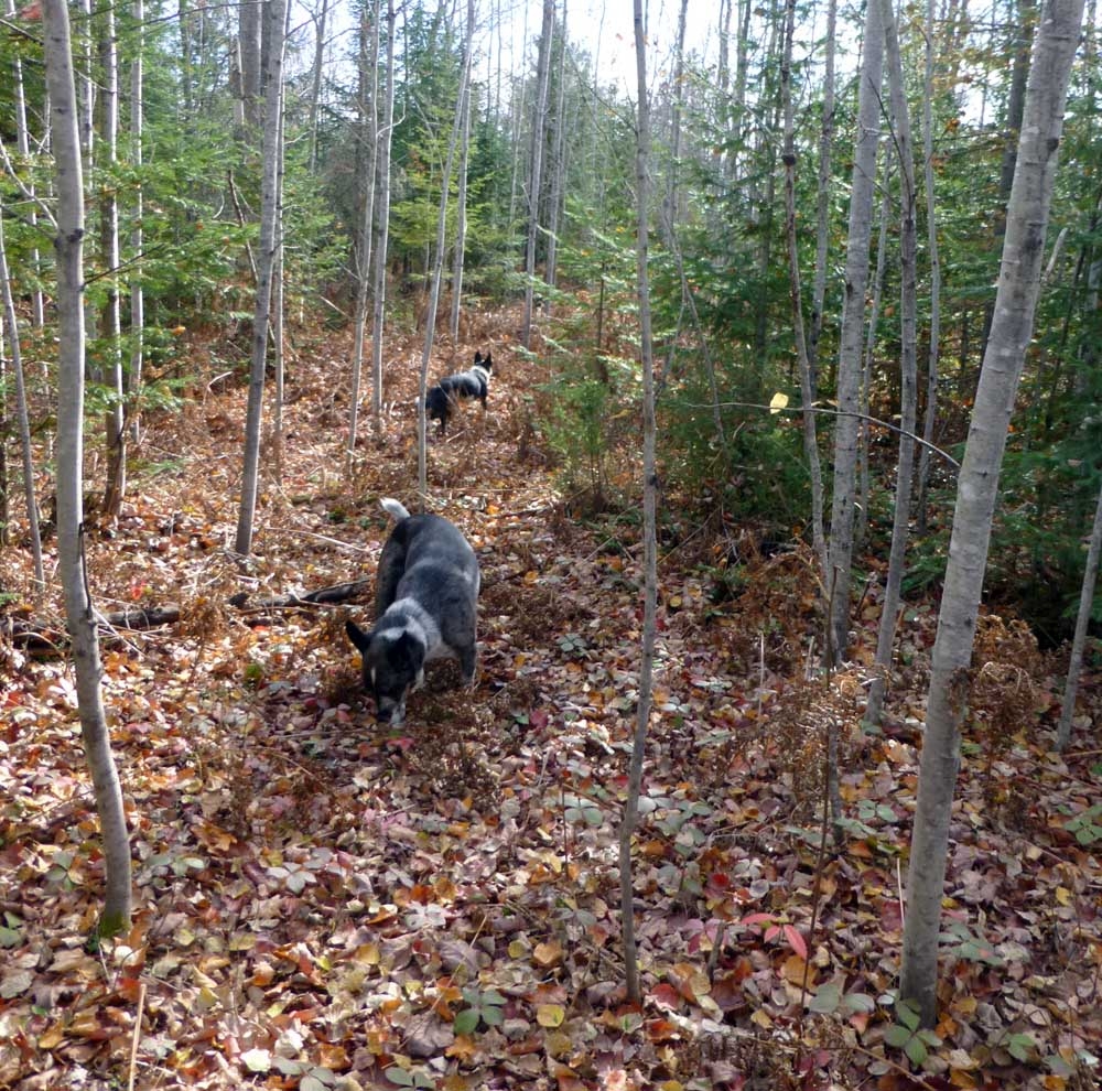 bobscamptrail55.jpg