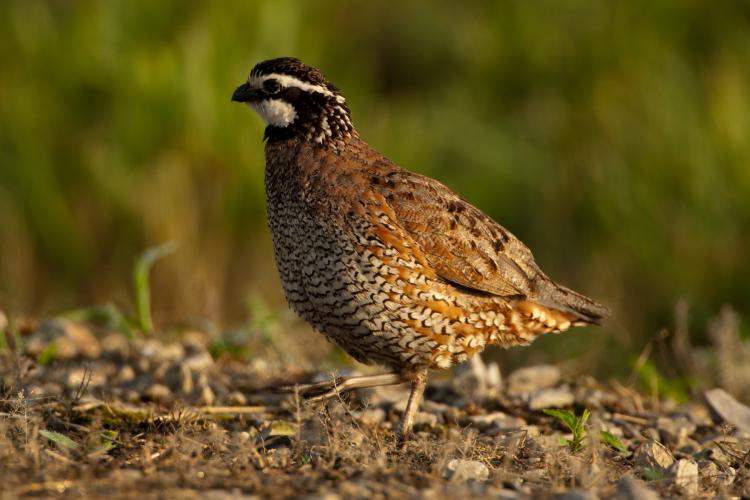 bobwhite_quail_0129.jpg