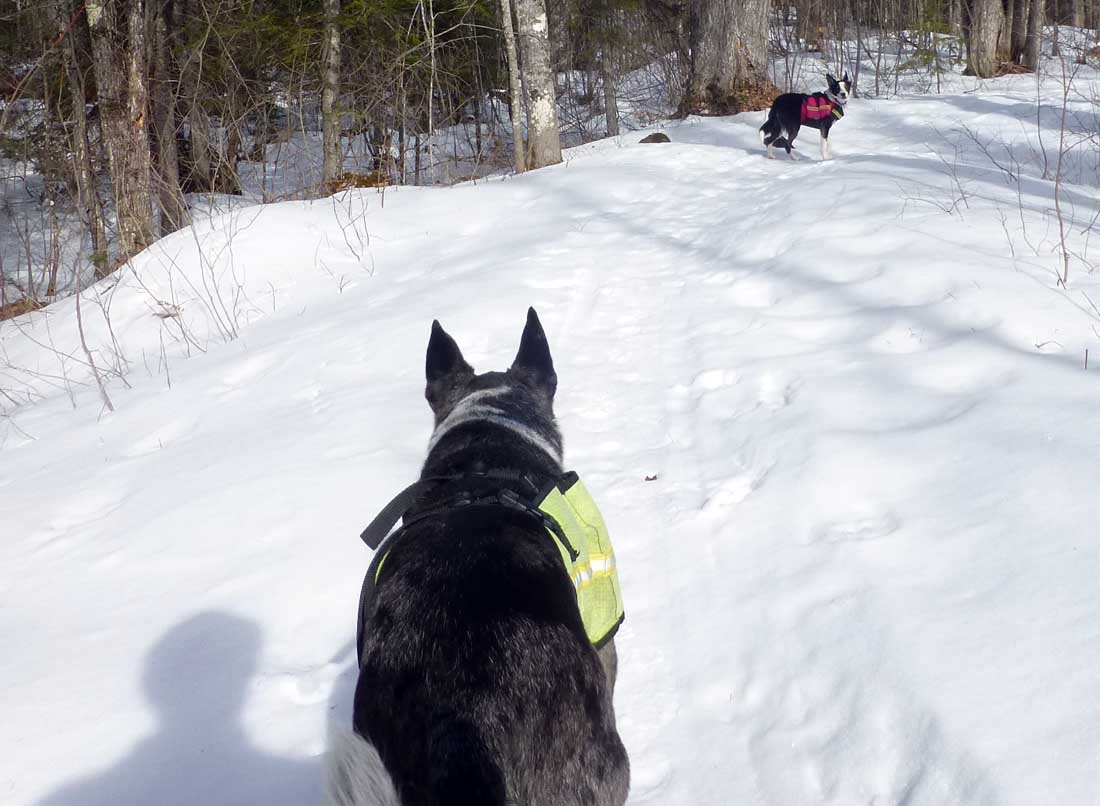 brtdogs0455.jpg