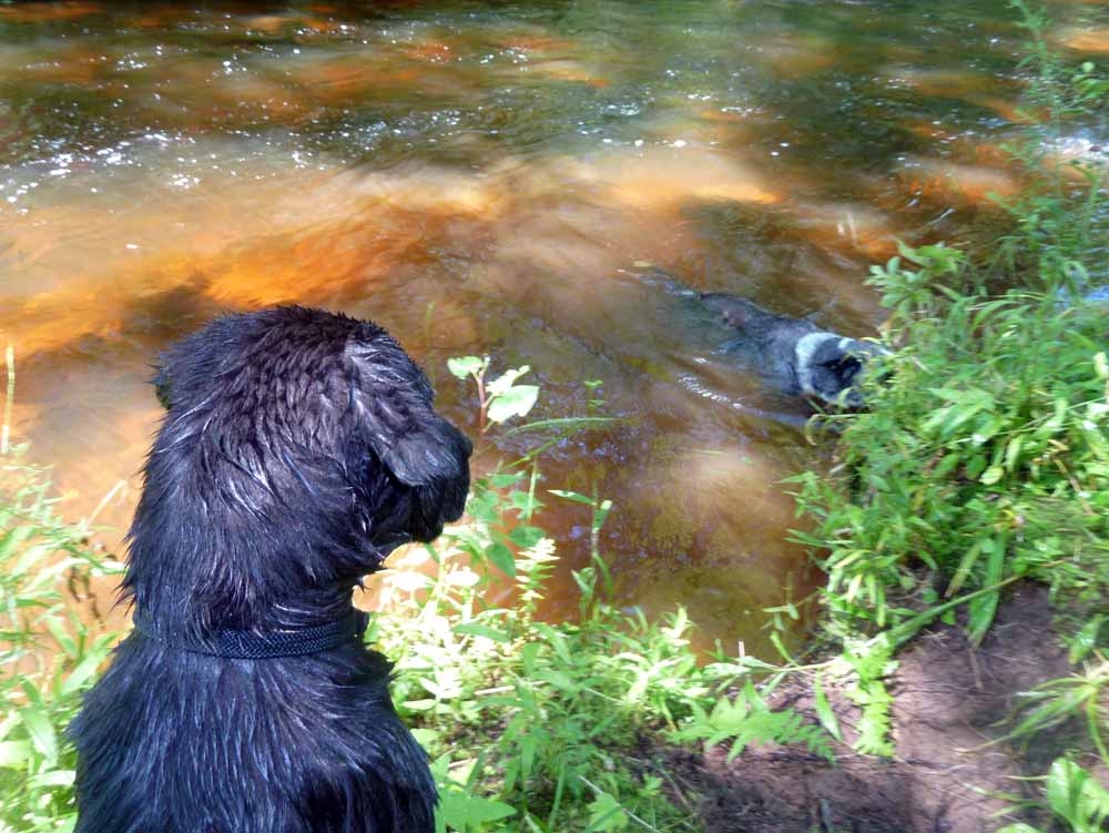 brtdogswim394.jpg
