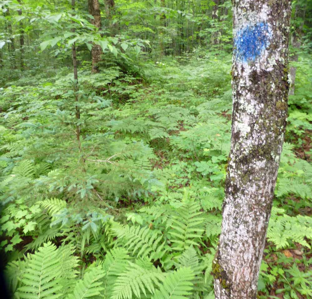 brtferns.jpg