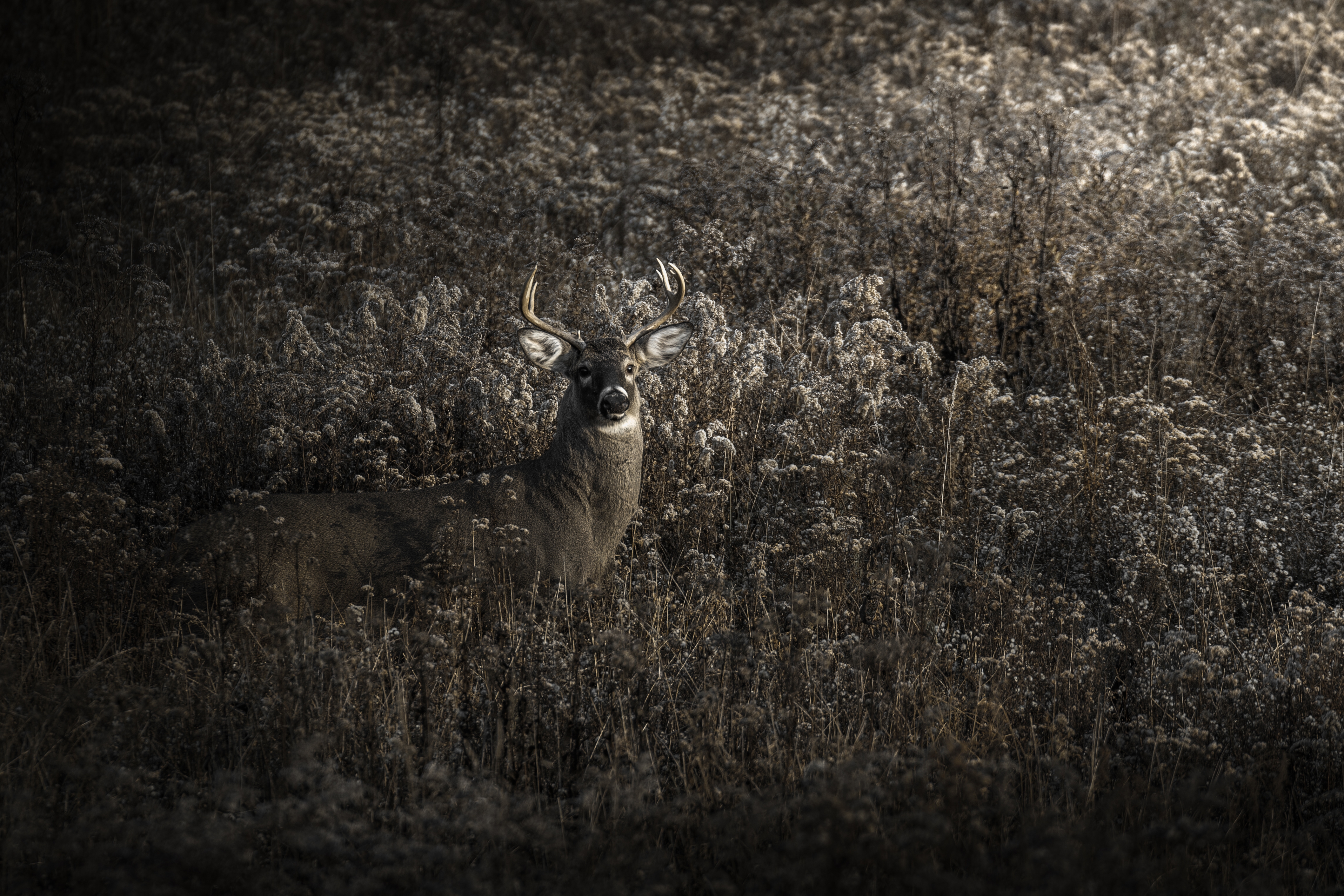 Buck Deer  Moody.jpg