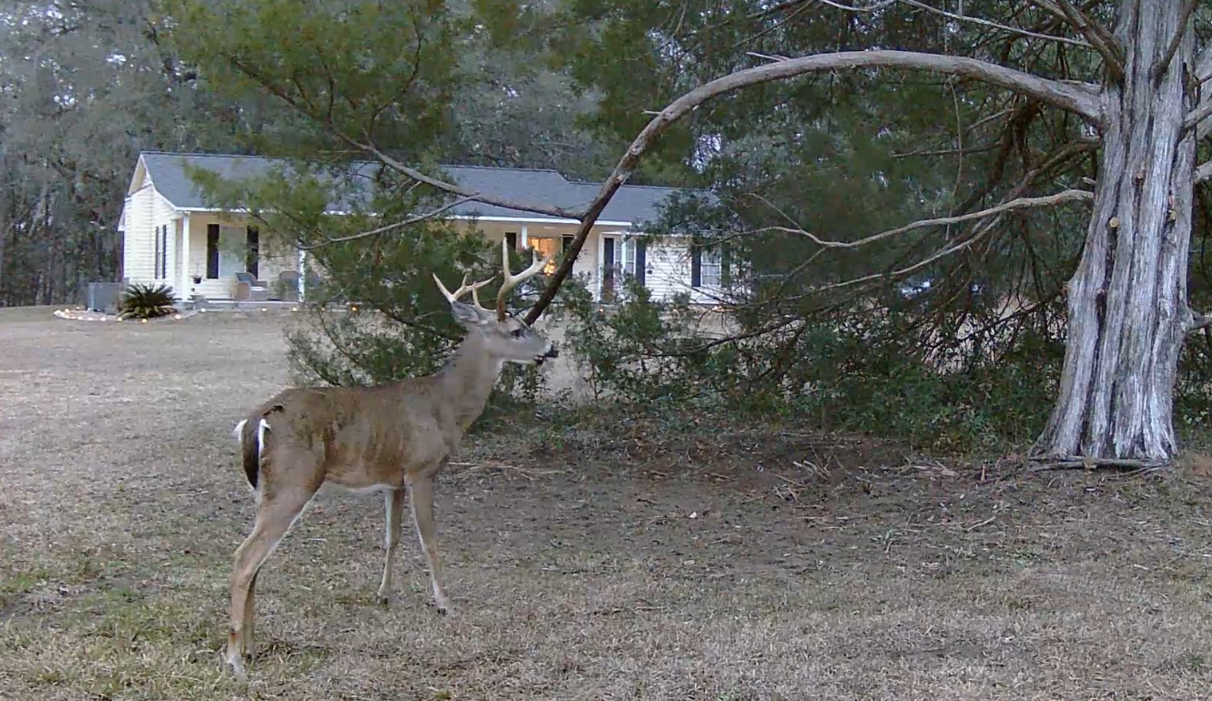 buck-in-yard.jpg