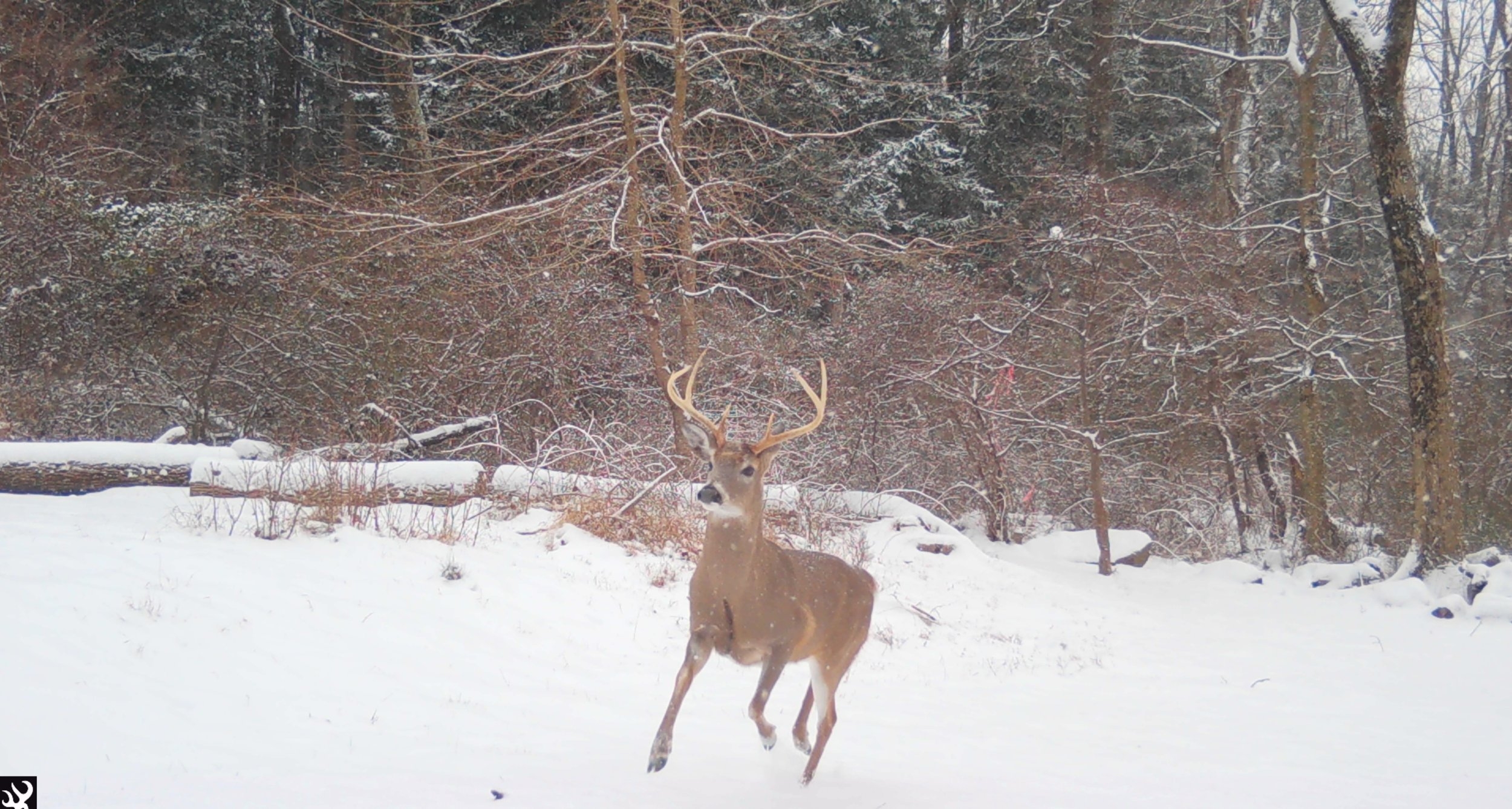 Buck_jumpIMG_0627.JPG