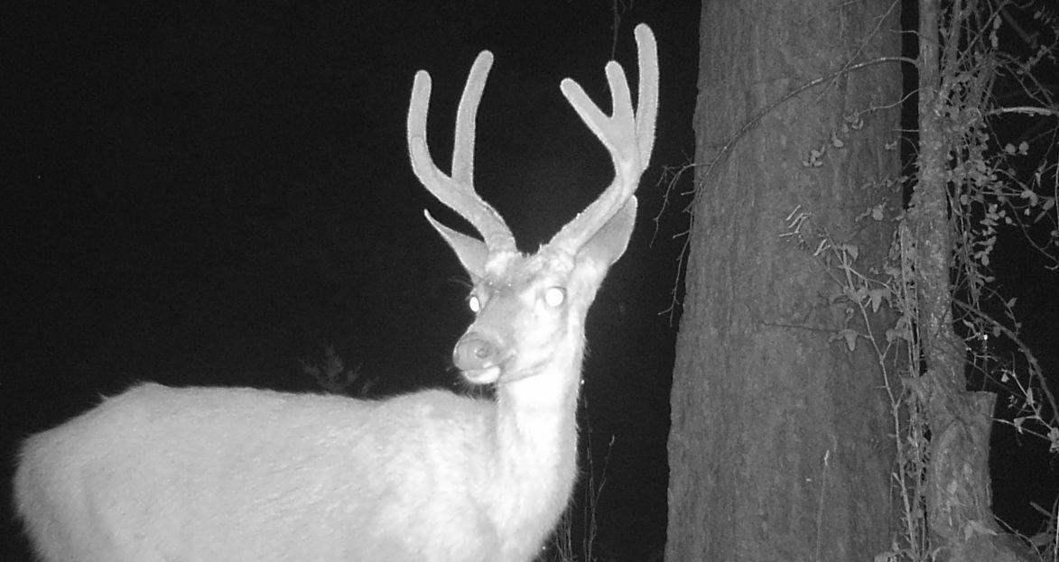 BuckNight.jpg