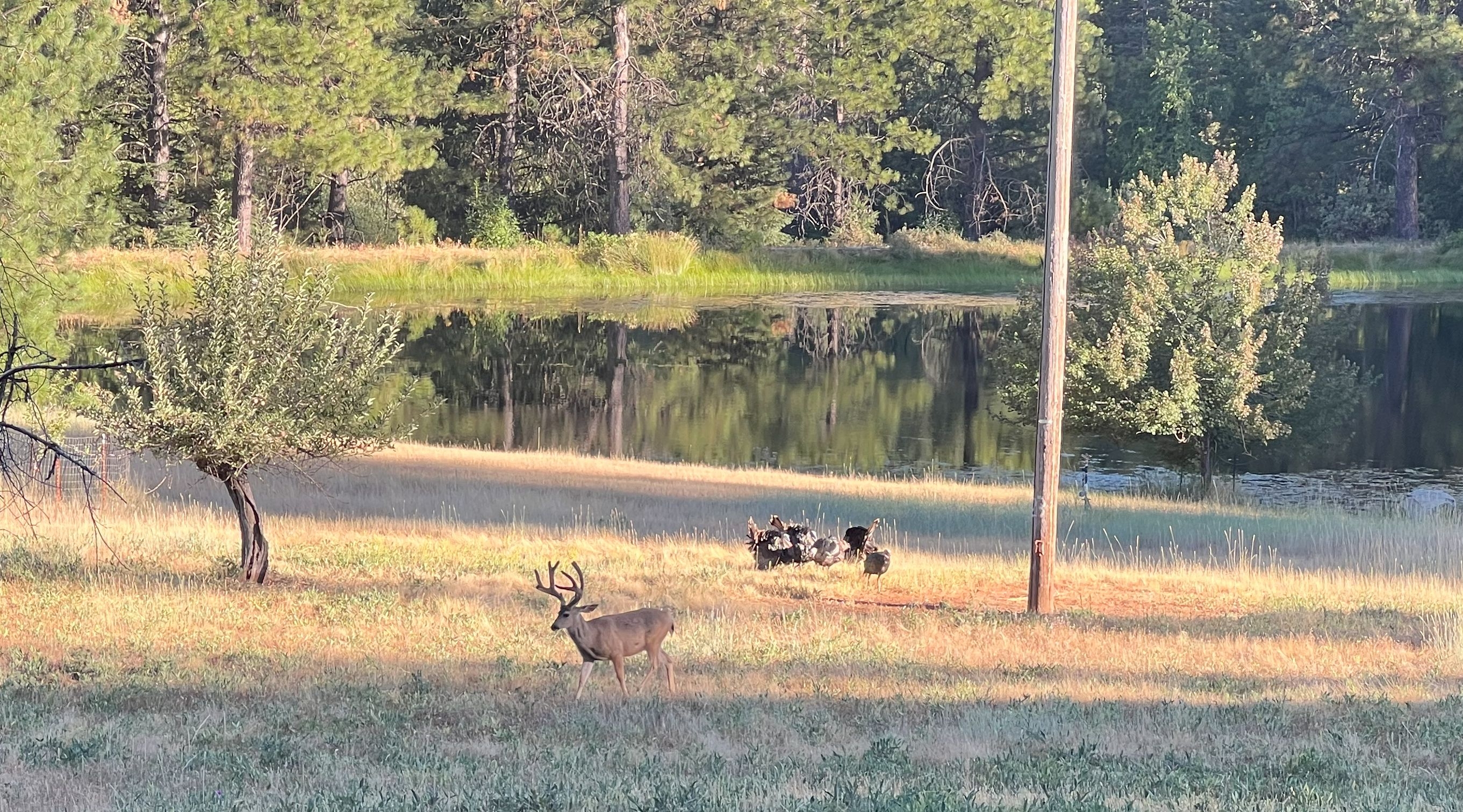 BuckTurkeys2.jpg