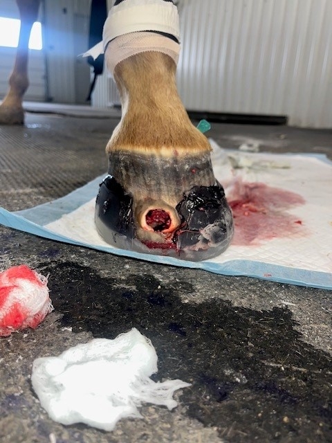 Bug's Hoof.jpg