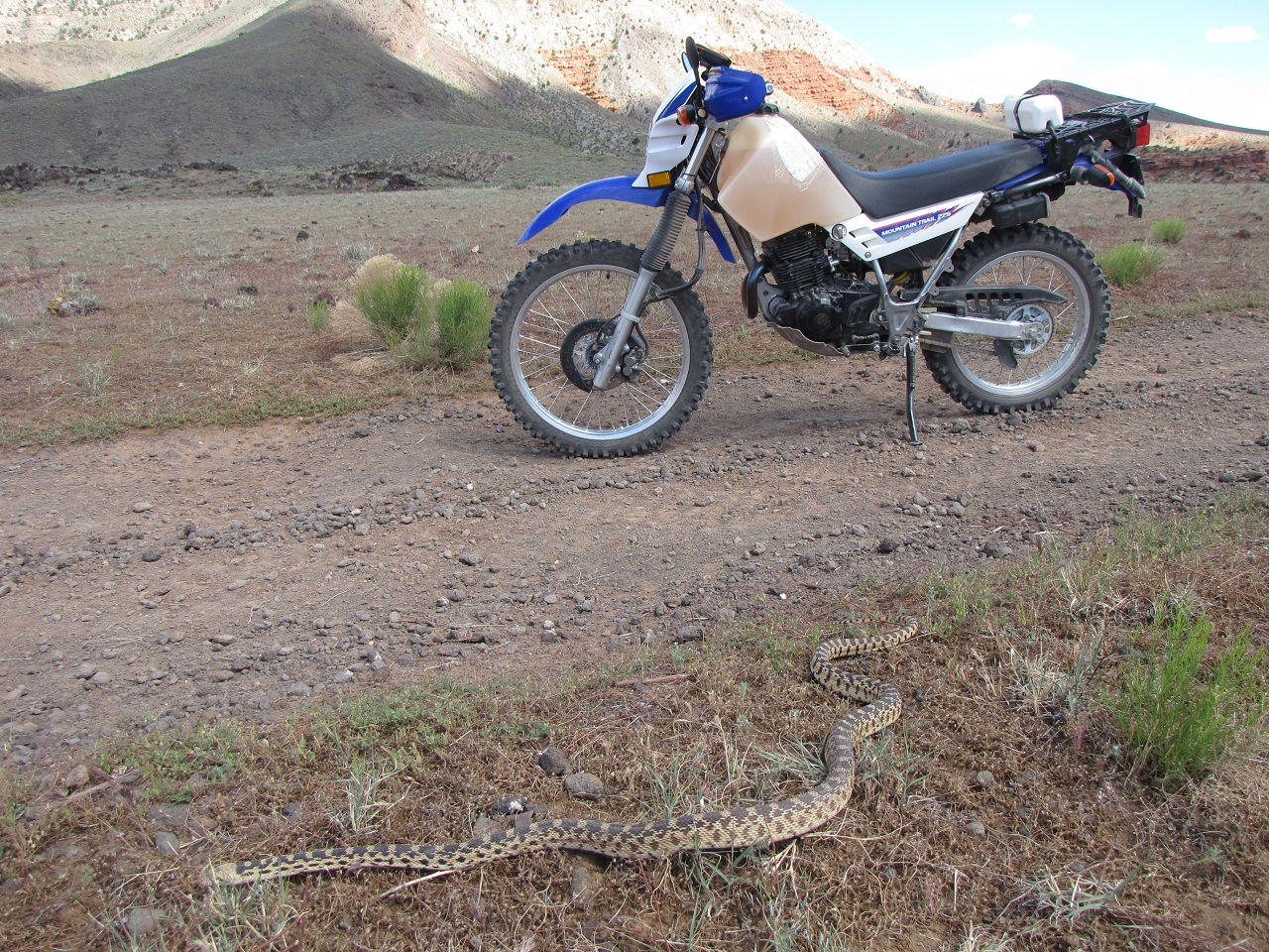 Bull Snake and XT225.jpg