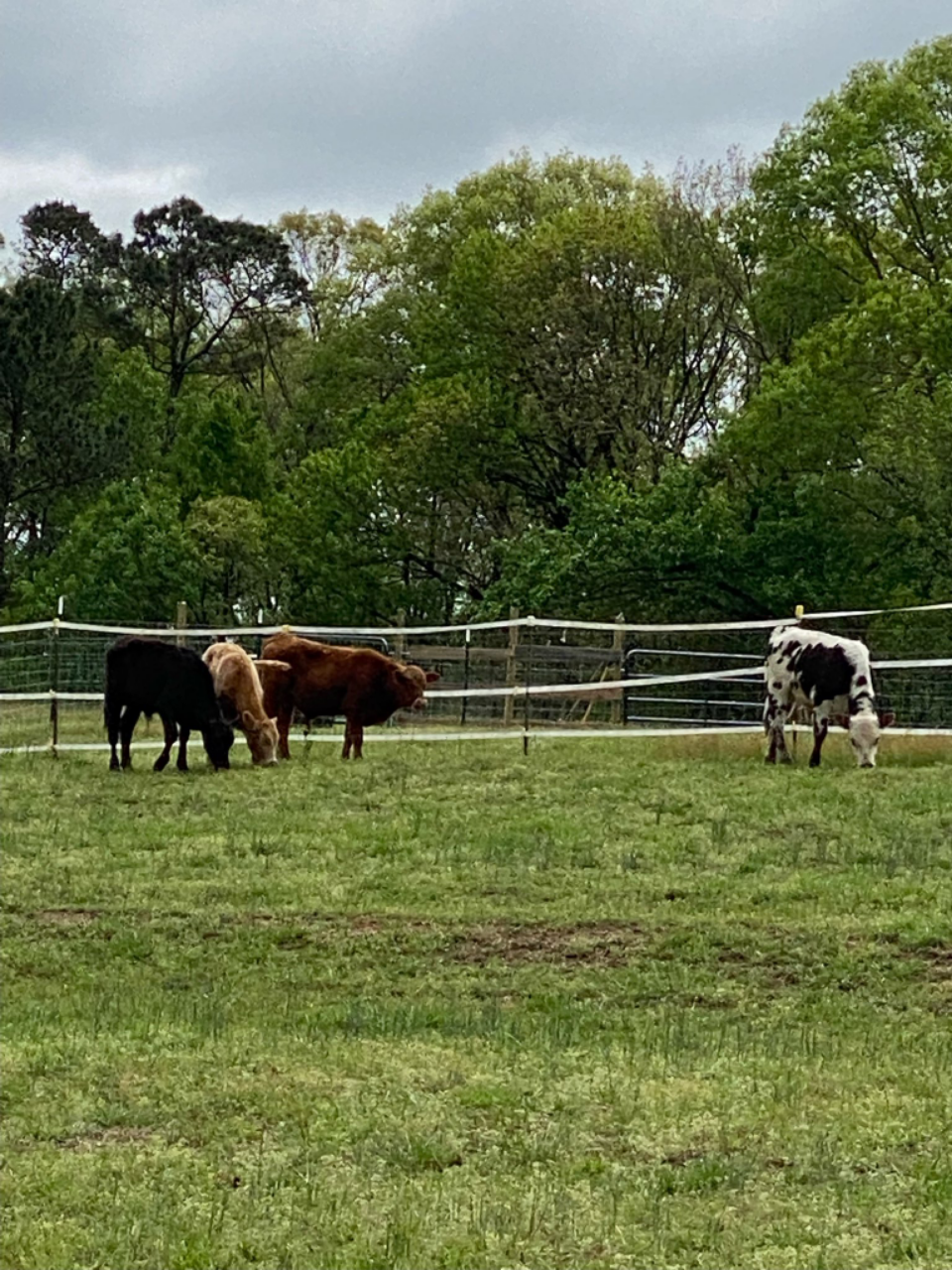 bulls.png