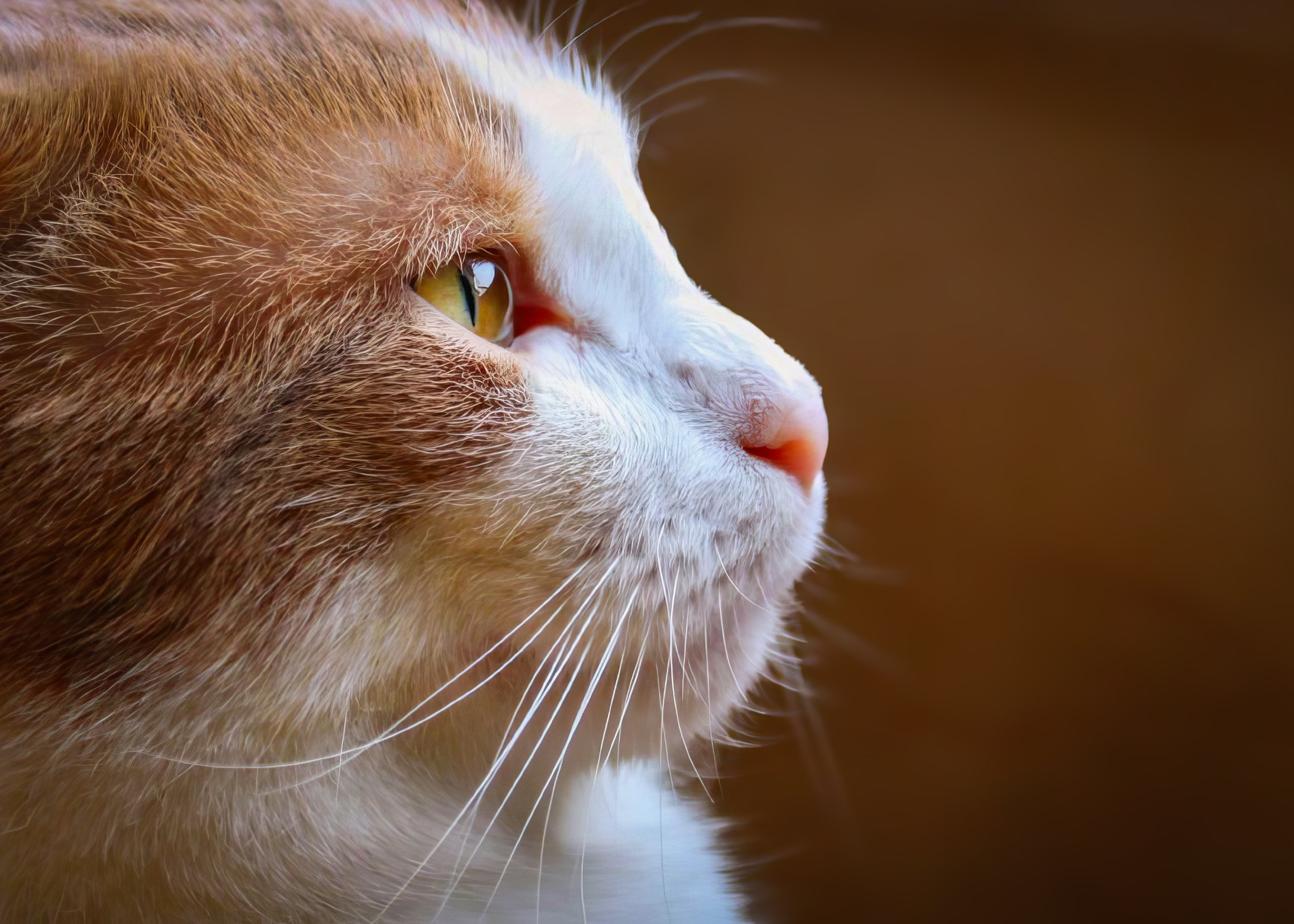 Buster profile.jpg