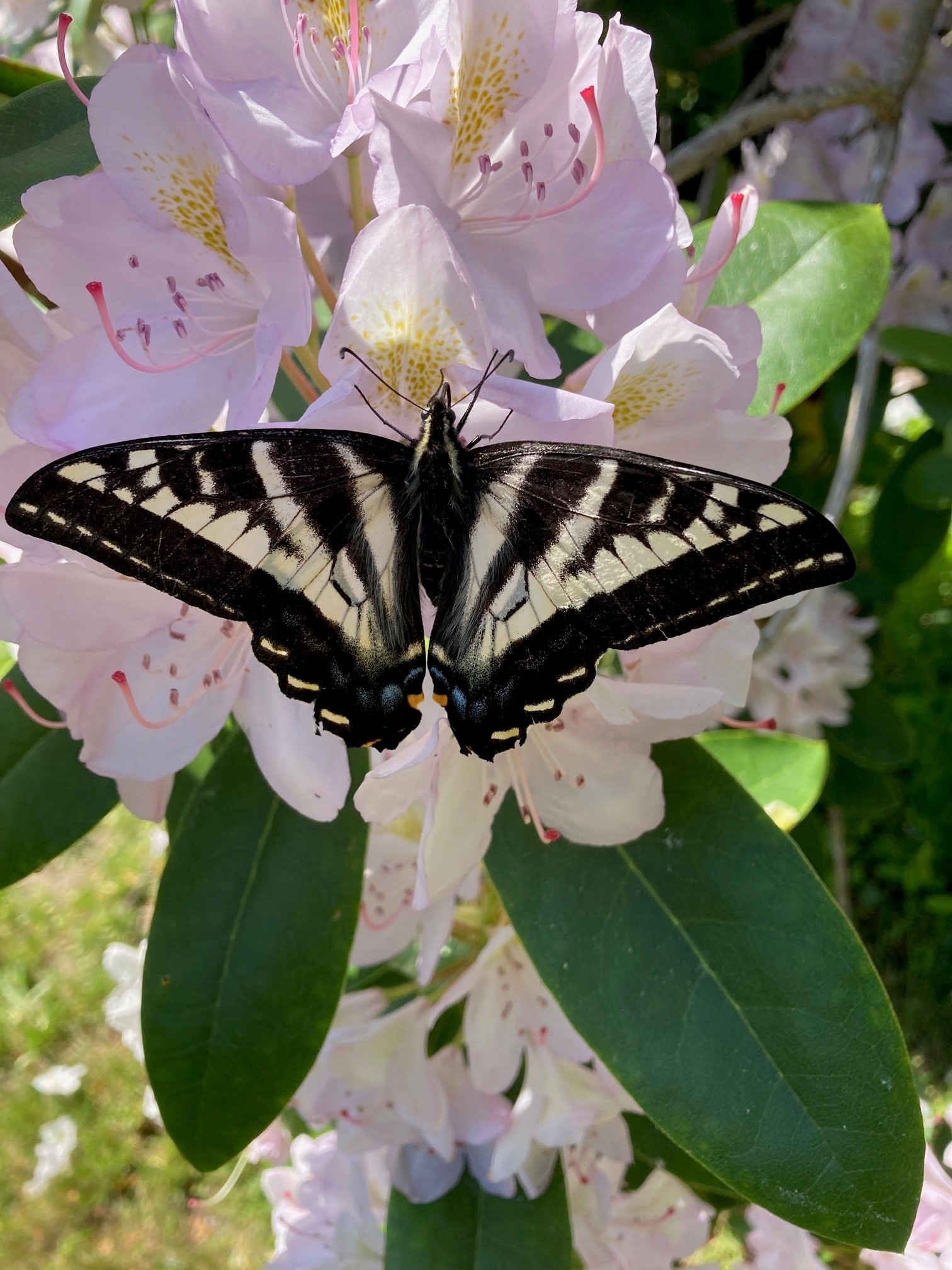butterffly2.jpg
