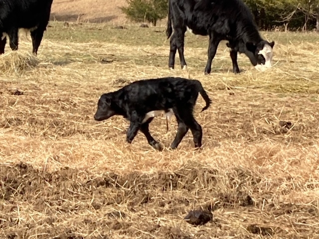Calf 2 10 2024 1.jpeg
