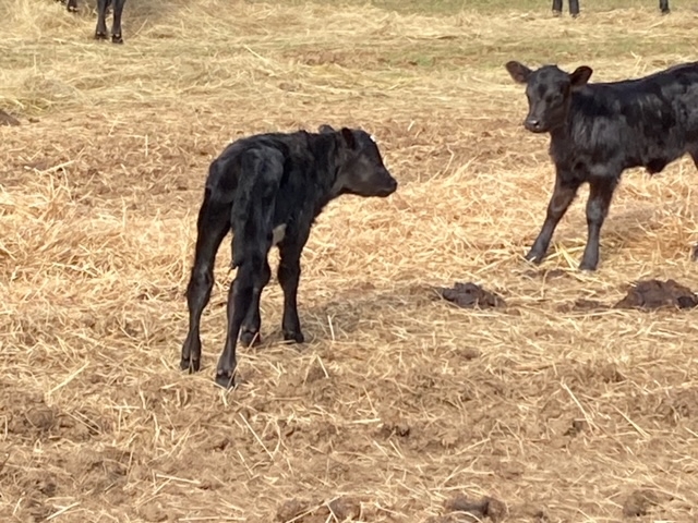 Calf 2 10 2024 2.jpeg