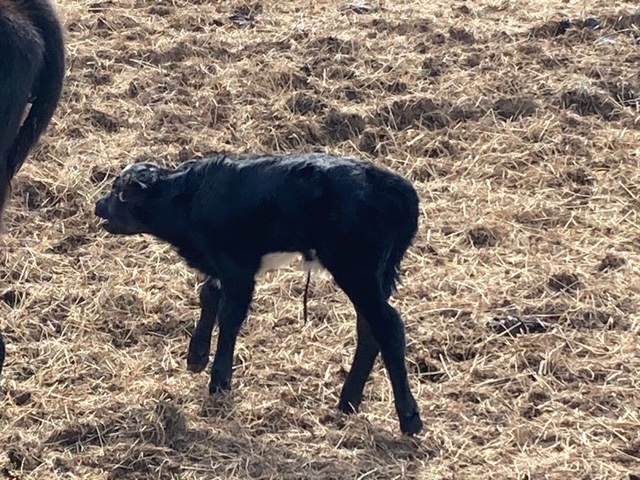 Calf 2 10 2024 3.jpeg