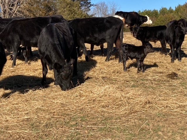 Calf 2 10 2024 4.jpeg
