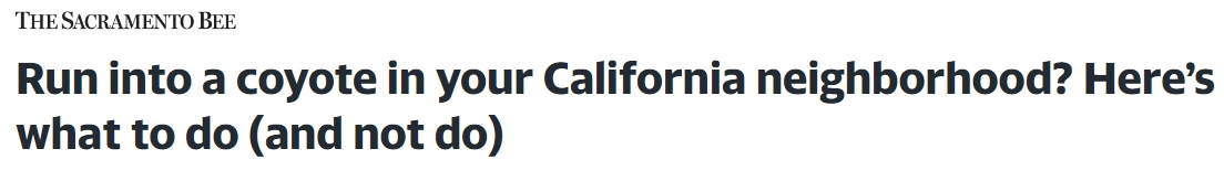 California coyote.jpg