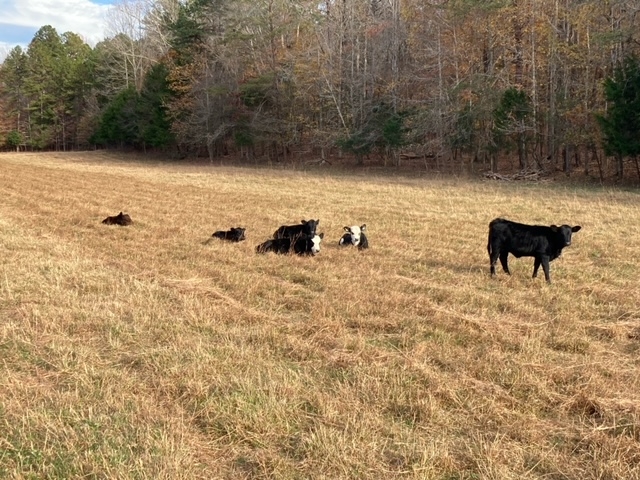 Calves 11 11 2023 1.jpeg