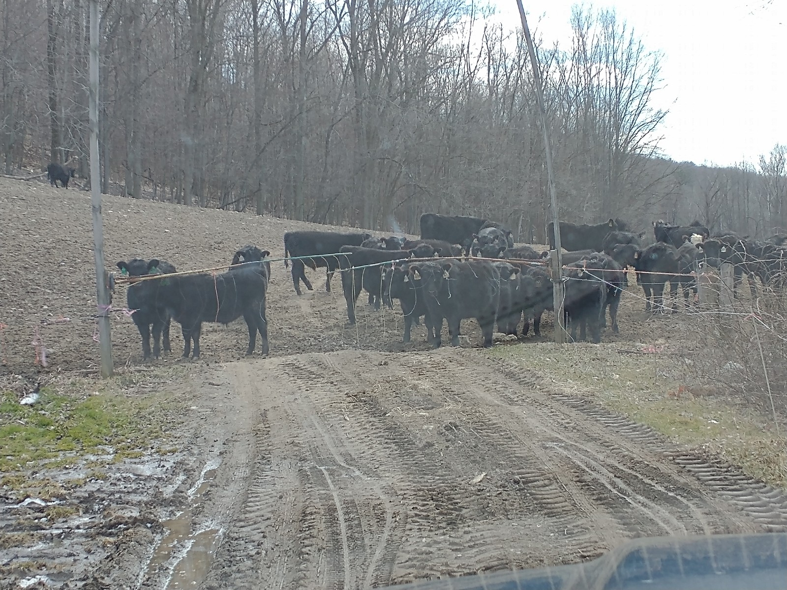 calves 3.jpg