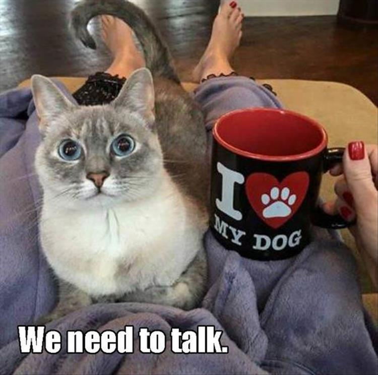 Cat.jpg