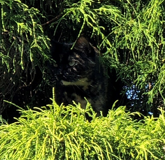 cat.PNG
