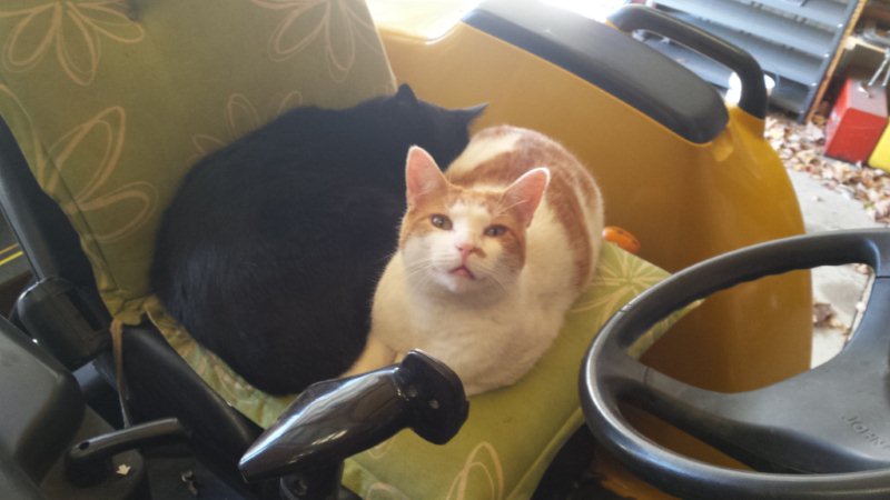 cats (2).jpg
