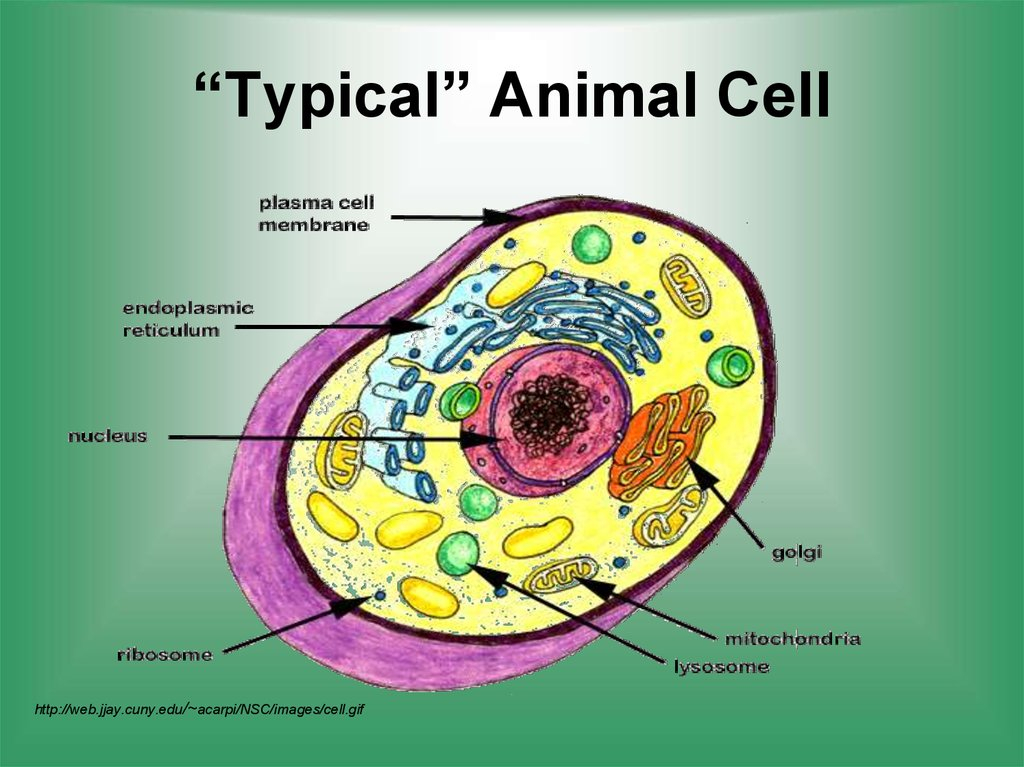 cell.jpeg